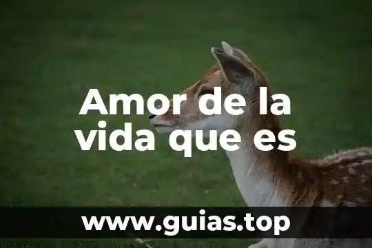 La vida es sueño análisis literario que es 3 Amor de la vida que es