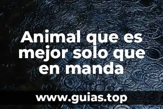 Solo cello que es 3 Animal que es mejor solo que en manda