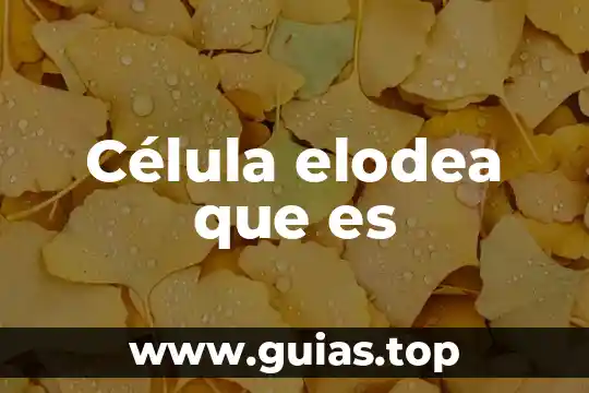 Qué es el concepto de célula eucariota 8 Célula elodea que es