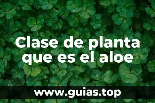 Qué es un planta generadora de electricidad 6 Clase de planta que es el aloe