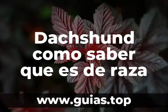 Como ser piloto aviador que es lo que debo saber 6 Dachshund como saber que es de raza