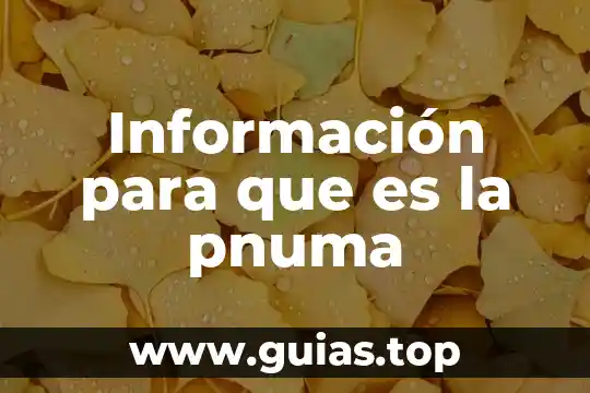 Que es el prosesamiento de informacion 7 Información para que es la pnuma
