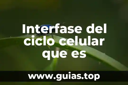 Qué es la biología celular y molecular concepto 5 Interfase del ciclo celular que es