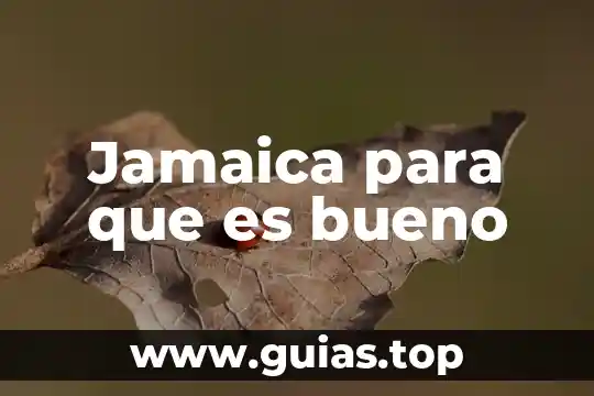 Para qué es buena agua de jamaica 5 Jamaica para que es bueno