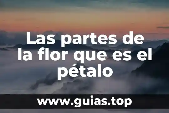 Que es un cilindro y sus partes 7 Las partes de la flor que es el pétalo