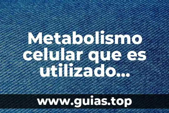 Para que es utilizado el hierro dibujos 3 Metabolismo celular que es utilizado durante la fotosíntesis
