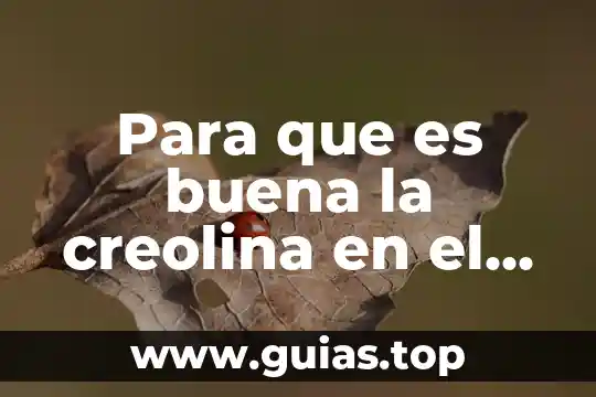 Que es como llevar acabo una buena alimentaciobn 3 Para que es buena la creolina en el cabello