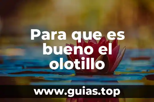 Para que es bueno el te de chicura 5 Para que es bueno el olotillo