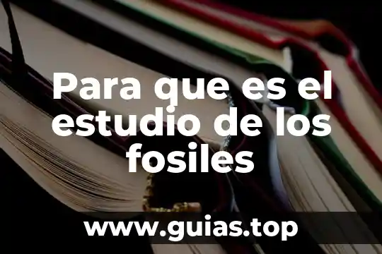 Qué es la auditoria y tipos 4 Para que es el estudio de los fosiles
