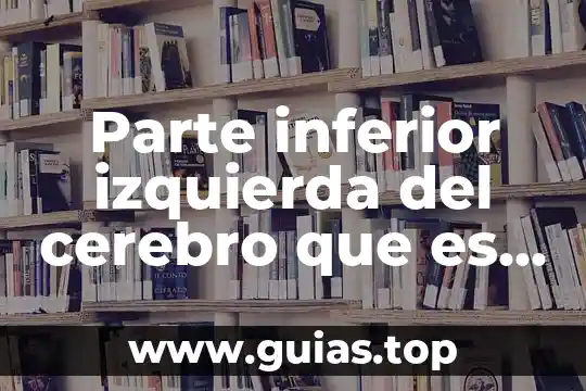Que es ser de izquierda o derecha 5 Parte inferior izquierda del cerebro que es lo que controla