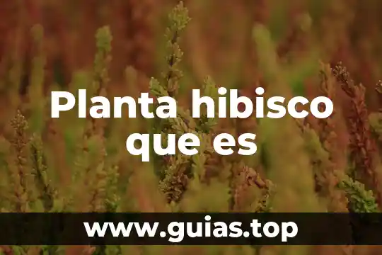 Molibdeno forma en que es absorbido en la planta 5 Planta hibisco que es