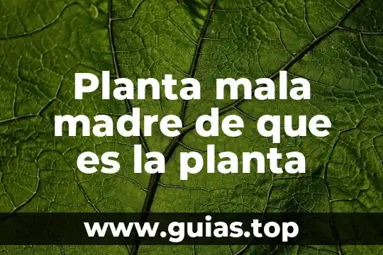 ¿Qué es mejor tarjeta madre Asus o Gigabyte? 8 Planta mala madre de que es la planta