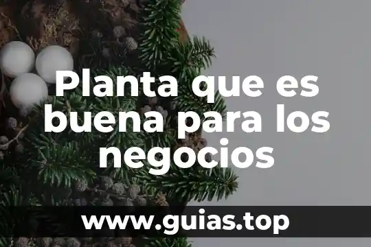 Molibdeno forma en que es absorbido en la planta 4 Planta que es buena para los negocios