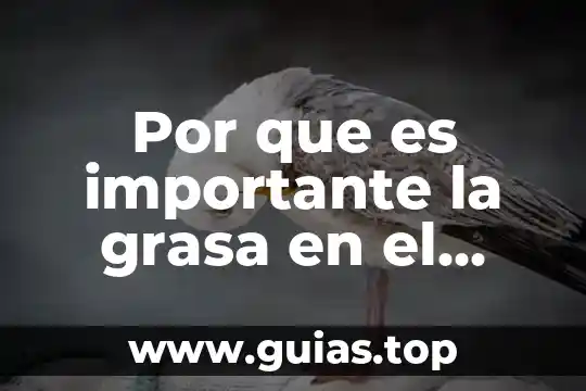 Qué es la grasa elástica en alimentos 4 Por que es importante la grasa en el embarazo