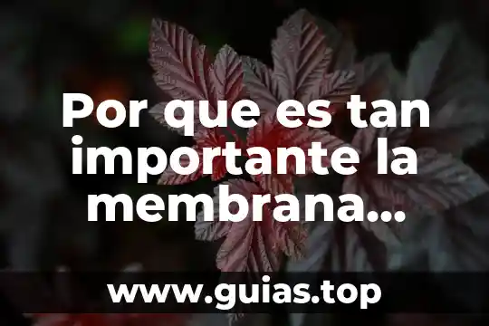 Que es una membrana tilacoidal definicion 7 Por que es tan importante la membrana celular