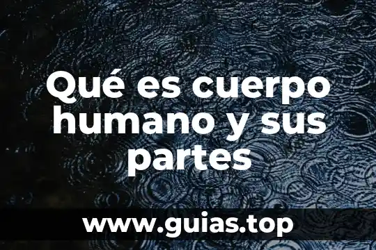 Que es el agua para el cuerpo 6 Qué es cuerpo humano y sus partes