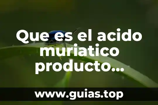 Qué es el bazo en el ser humano 6 Que es el acido muriatico producto parecido