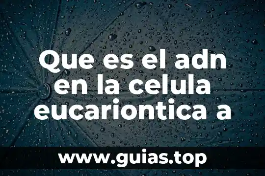 Qué es el concepto de célula eucariota 6 Que es el adn en la celula eucariontica a