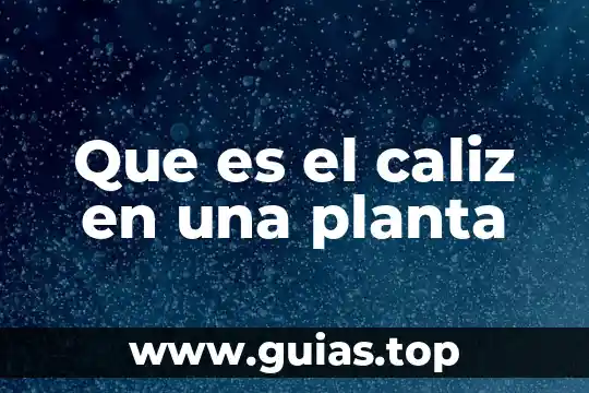 Que es un modelo de administracion 4 Que es el caliz en una planta