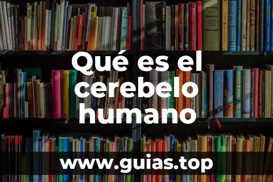 Qué es la fisiología del ser humano 8 Qué es el cerebelo humano