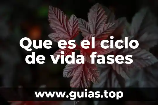 Que es infiltracion del ciclo del agua 5 Que es el ciclo de vida fases