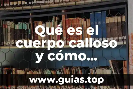 Que es el vigor de una planta 4 Qué es el cuerpo calloso y cómo funciona