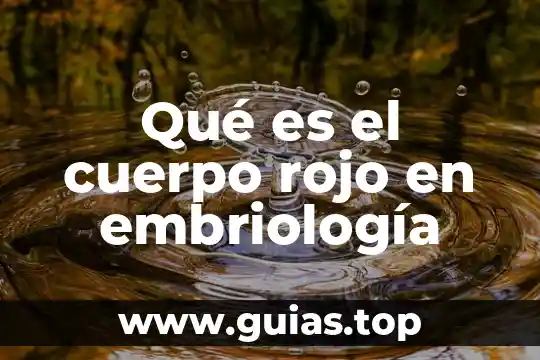 Que es un cuerpo megro 5 Qué es el cuerpo rojo en embriología