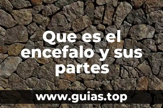 Las partes de la flor que es el pétalo 6 Que es el encefalo y sus partes