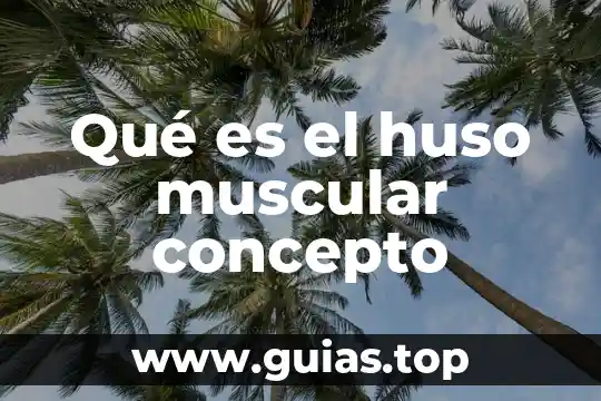 Que es infraganti concepto 5 Qué es el huso muscular concepto
