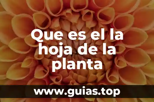 Que es una hoja en una planta 4 Que es el la hoja de la planta