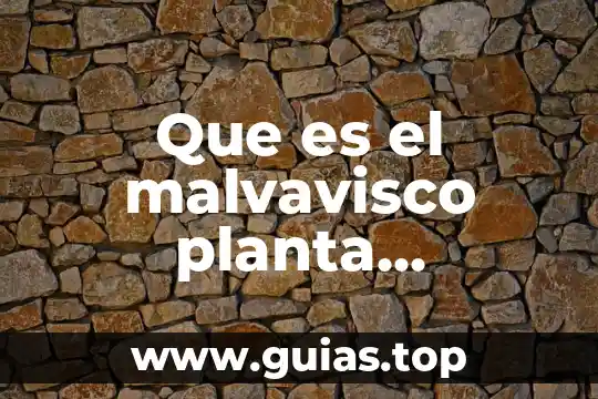 Santa maria planta medicinal que es 5 Que es el malvavisco planta medicinal