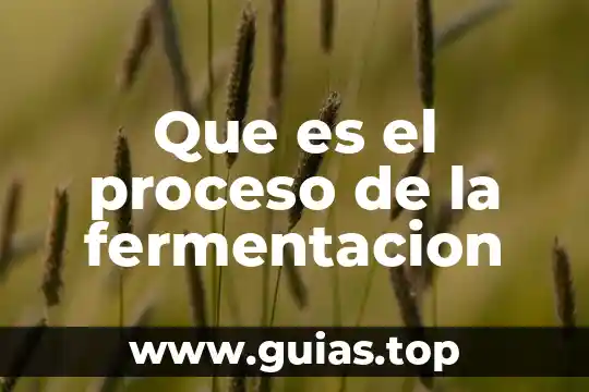 Línea de distribución de agua qué es 6 Que es el proceso de la fermentacion