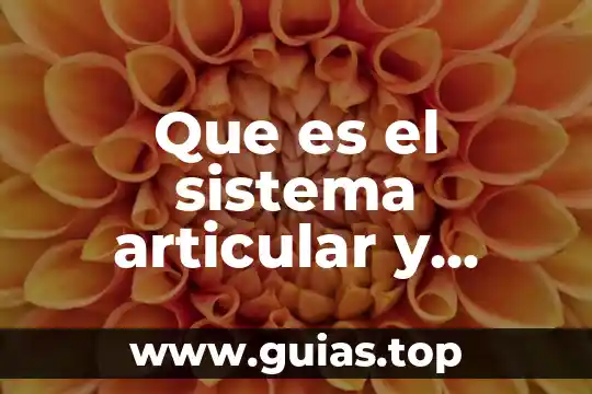 Que es un toroide tipos 3 Que es el sistema articular y tipos