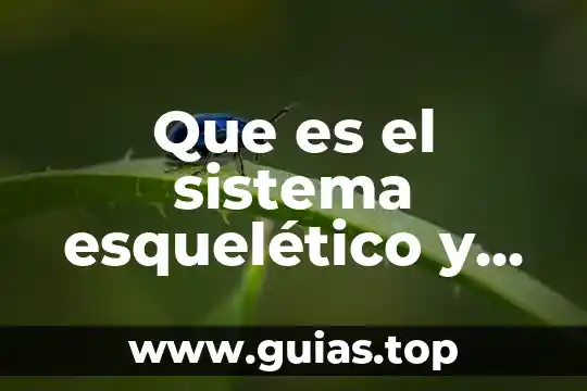 Que es el sistema esquelético y sus funciones