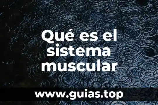 Qué es un sistema colgante 3 Qué es el sistema muscular
