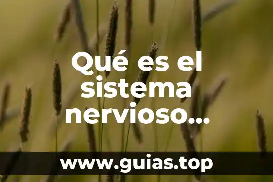 Que es la red central 6 Qué es el sistema nervioso central y periférico