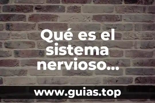 Que es el terminal nervioso 4 Qu茅 es el sistema nervioso central y perif茅rico funci贸n