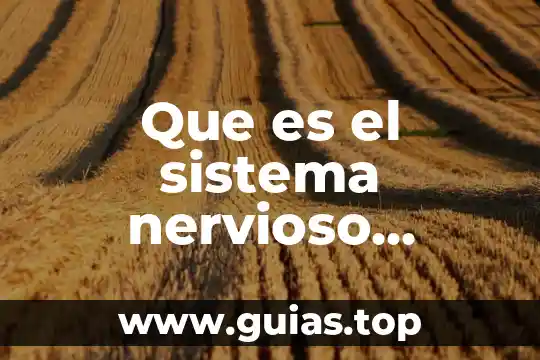 Que es el terminal nervioso 6 Que es el sistema nervioso periferico y sus funciones
