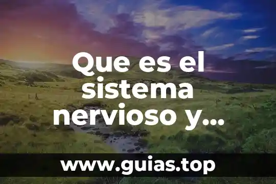 Que es un ensayo y cuantos tipos de ensayo hay 3 Que es el sistema nervioso y cuantos tipos hay