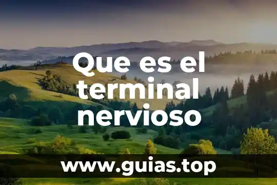 Sistema nervioso que es un bruchosque 8 Que es el terminal nervioso