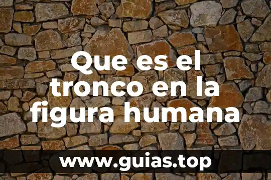 Que es la propiedad comunal del periodo comunal 6 Que es el tronco en la figura humana