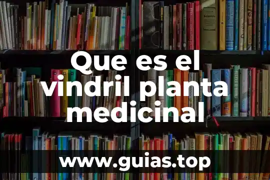 Brusca planta medicinal que es 4 Que es el vindril planta medicinal
