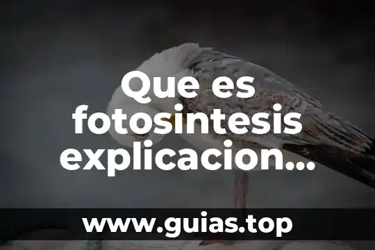 Que es la fotosintesis que necesita la planta para realizarla 7 Que es fotosintesis explicacion para niños