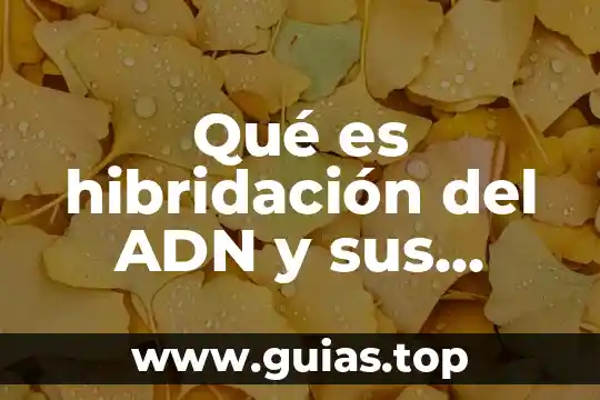 Que es un principio y sus caracteristicas 7 Qué es hibridación del ADN y sus características