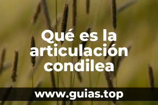 Que es la articulación productiva y tipos 5 Qué es la articulación condilea