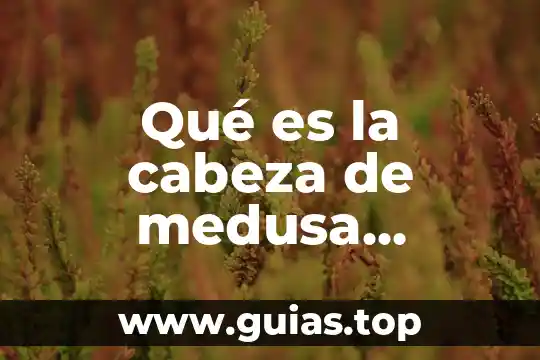 Qué es una receta médica ordinaria 4 Qué es la cabeza de medusa patología médica