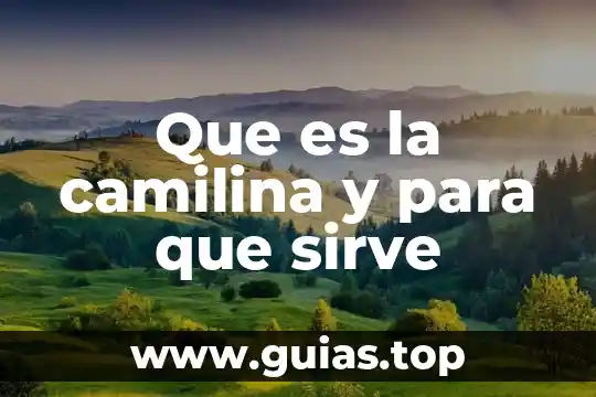 Qué es la cibernética y para qué sirve 8 Que es la camilina y para que sirve