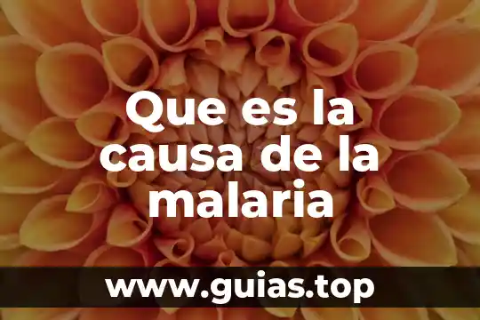 Qué es un diagrama causa efecto y como se construye 8 Que es la causa de la malaria