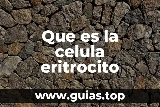 Que es citoplasma en la celula animal 6 Que es la celula eritrocito