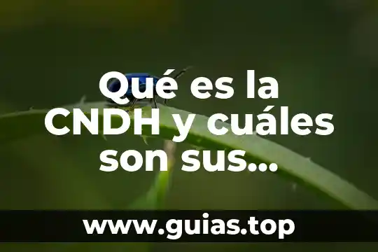 Que es el onuce y cuales son nombres 8 Qué es la CNDH y cuáles son sus funciones